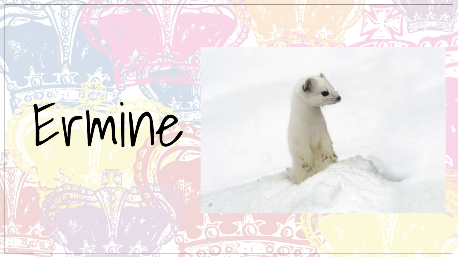 Ermine image with caption